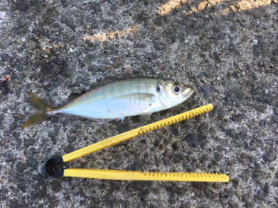 まだ釣れるけど