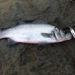 三浦ヒラスズキ