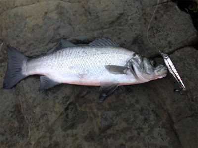 三浦ヒラスズキ