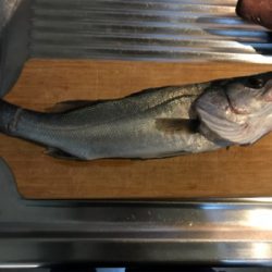 豊洲ぐるり公園　セイゴ