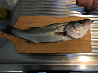 豊洲ぐるり公園　セイゴ