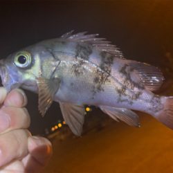 型がよくなってきた