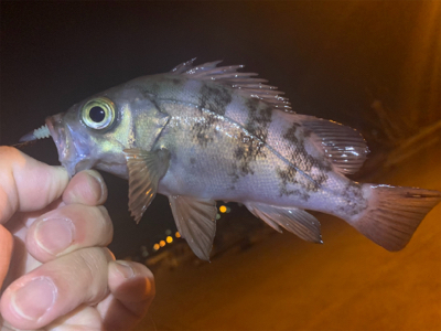 型がよくなってきた