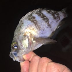 明石周辺メバリング