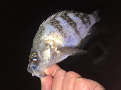 明石周辺メバリング