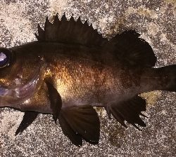 メバリング1805〜1850