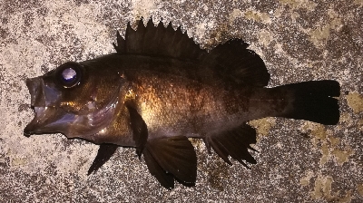 メバリング1805〜1850