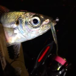 アジング練習 115