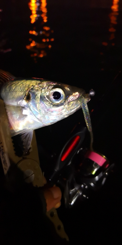 アジング練習 115