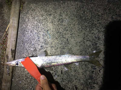 カマス回ってます。デカイです。