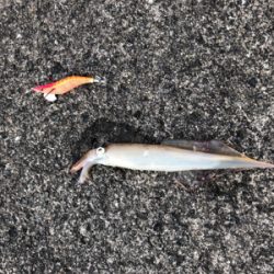 渋い中で何とか1杯