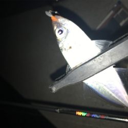 癒しのアジング(^｡^)