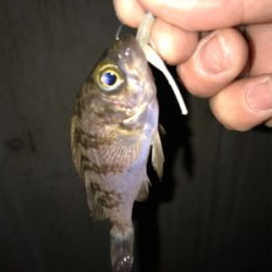 やっと釣れた！！！