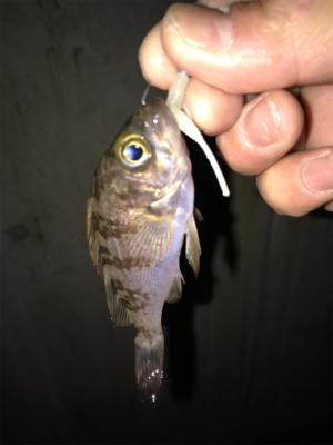 やっと釣れた！！！