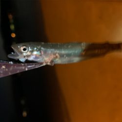 アジング・メバリング