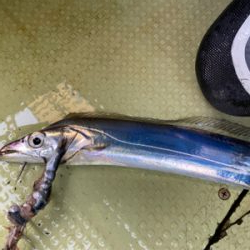 洲本沖　　太刀魚