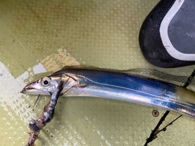 洲本沖　　太刀魚