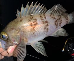 サクッとメバリング