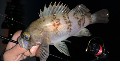 サクッとメバリング