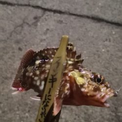 アジング練習 116