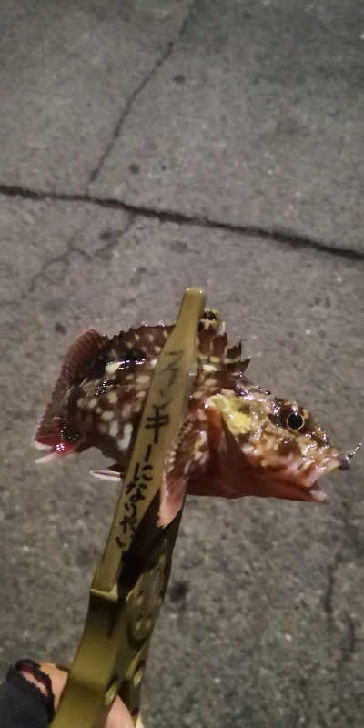 アジング練習 116