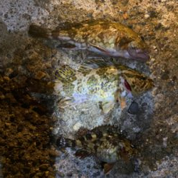 ガシラとメバル