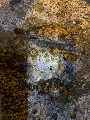 ガシラとメバル