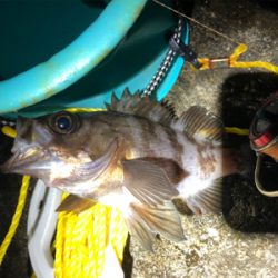 ちょこっとメバリング