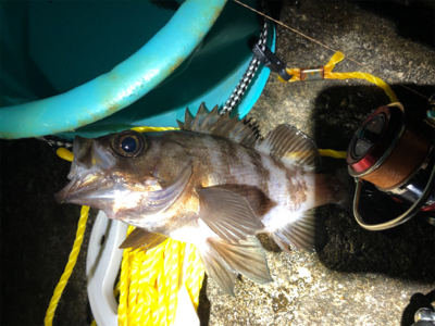 ちょこっとメバリング