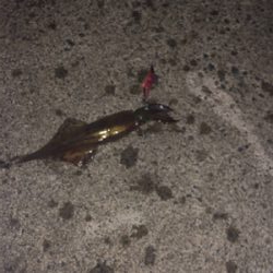 仕事終わりにヤリイカエギング