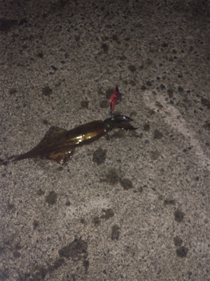 仕事終わりにヤリイカエギング