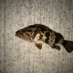 タケノコメバル