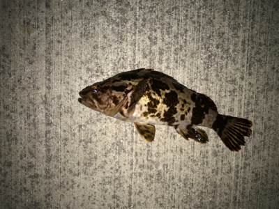 タケノコメバル