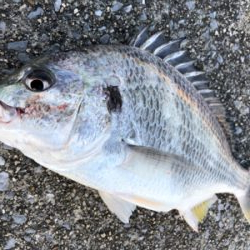 ナイスファイト