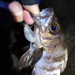 ナイトメバリング