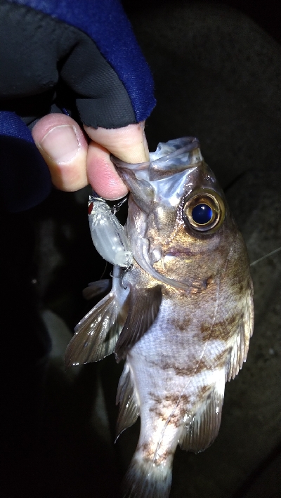 ナイトメバリング