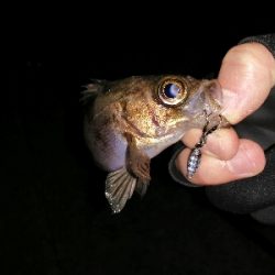 平たいメバル？