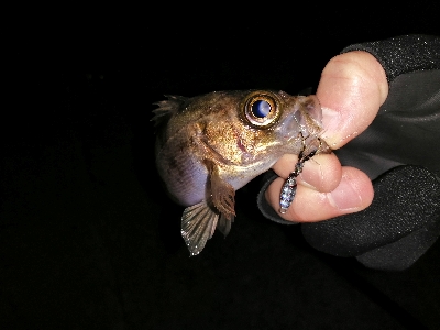 平たいメバル？