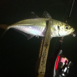 アジング 練習 117