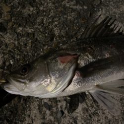 アフターシーバス ？