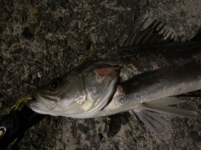 アフターシーバス ？