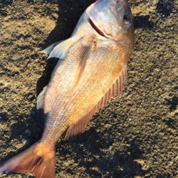 田辺市の磯で鯛「初投稿！」徐々に道具も良いの使いたいですね^_^