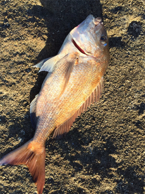 田辺市の磯で鯛「初投稿！」徐々に道具も良い…