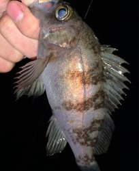 メバル昇り調子