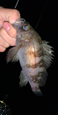 メバル昇り調子