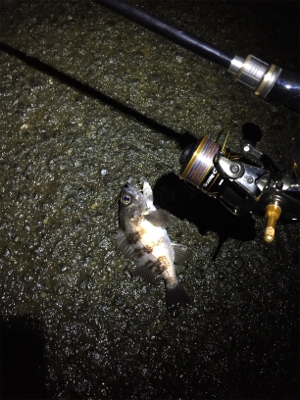 ランカーシーバス&アジプラッキング