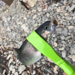 高槻マス釣り場で管釣り！