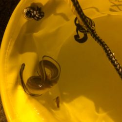 小さくてもアナゴ