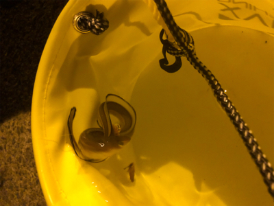 小さくてもアナゴ