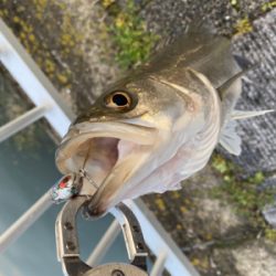 ナイスファイト